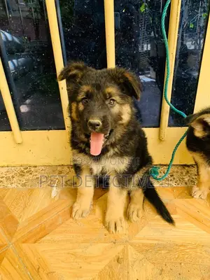 Photo - 1-3 months Male Purebred German Shepherd