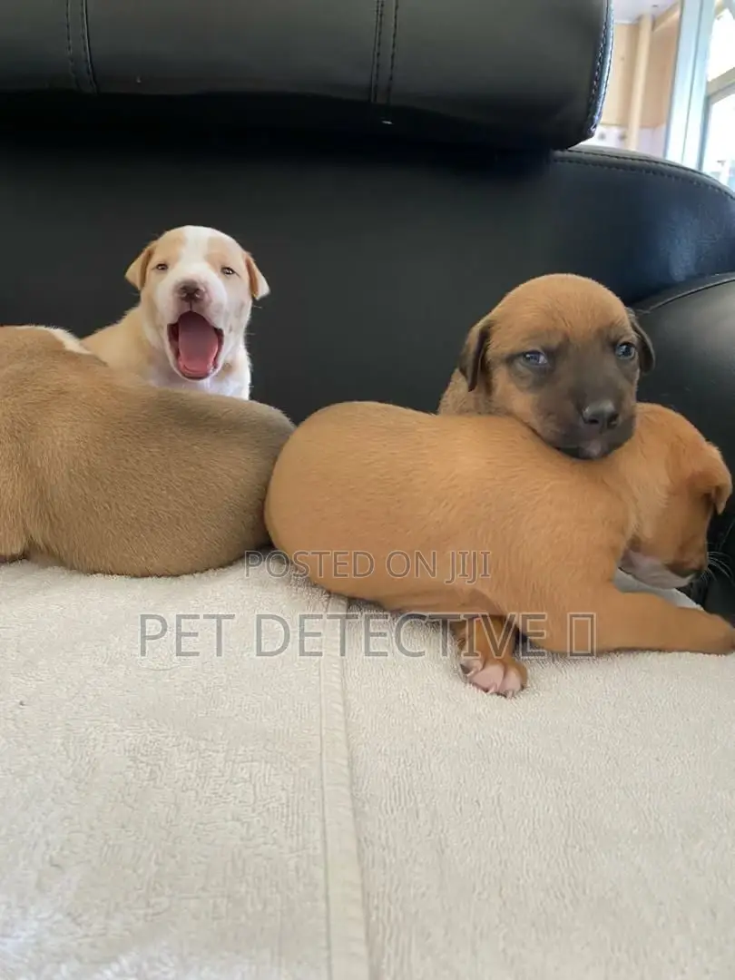 1-3 months Male Purebred American Pit Bull Terrier