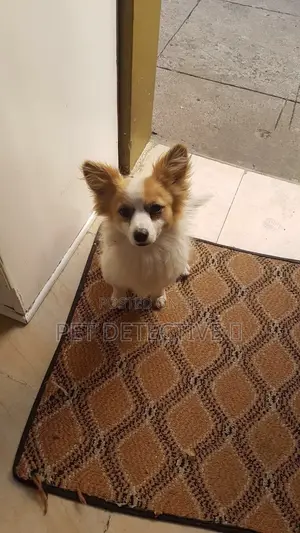 Photo - 1-3 months Male Purebred Maltese