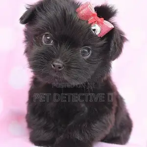 Photo - 1-3 months Male Purebred Maltese