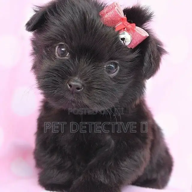 1-3 months Male Purebred Maltese