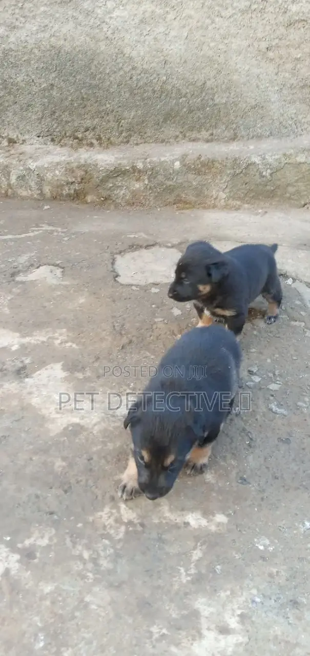 1-3 months Male Purebred German Shepherd