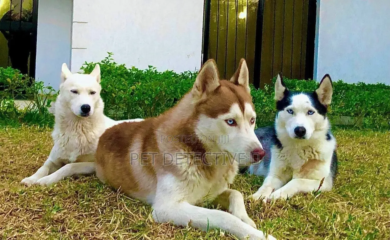1-3 months Male Purebred Siberian Husky