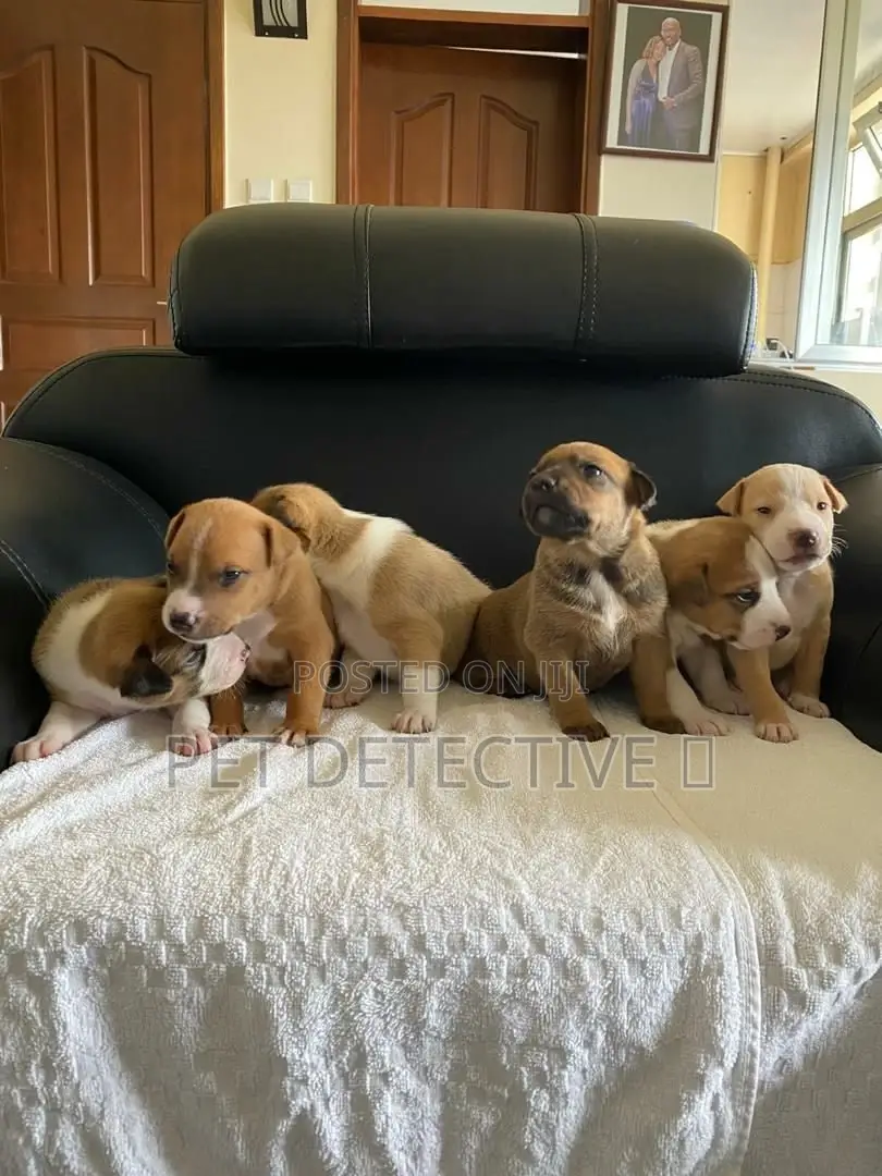 1-3 months Male Purebred American Pit Bull Terrier