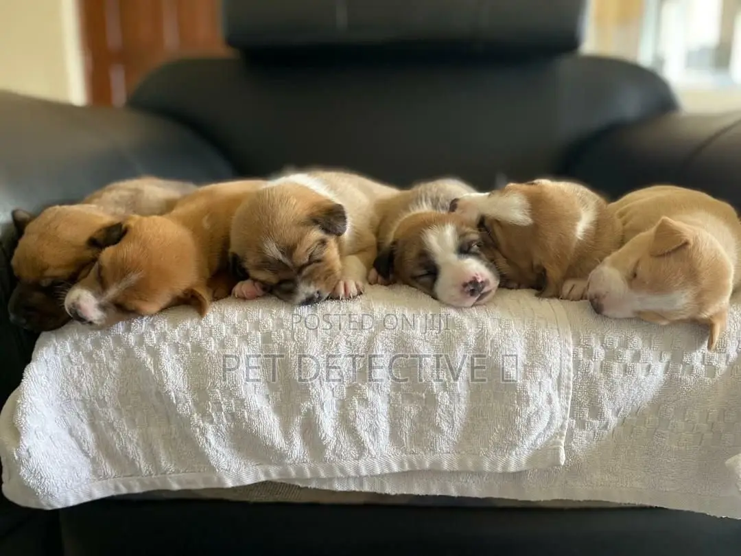 1-3 months Male Purebred American Pit Bull Terrier