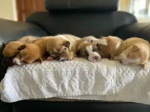 1-3 months Male Purebred American Pit Bull Terrier