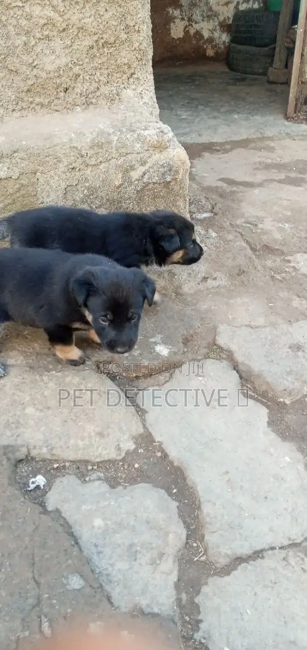 1-3 months Male Purebred German Shepherd