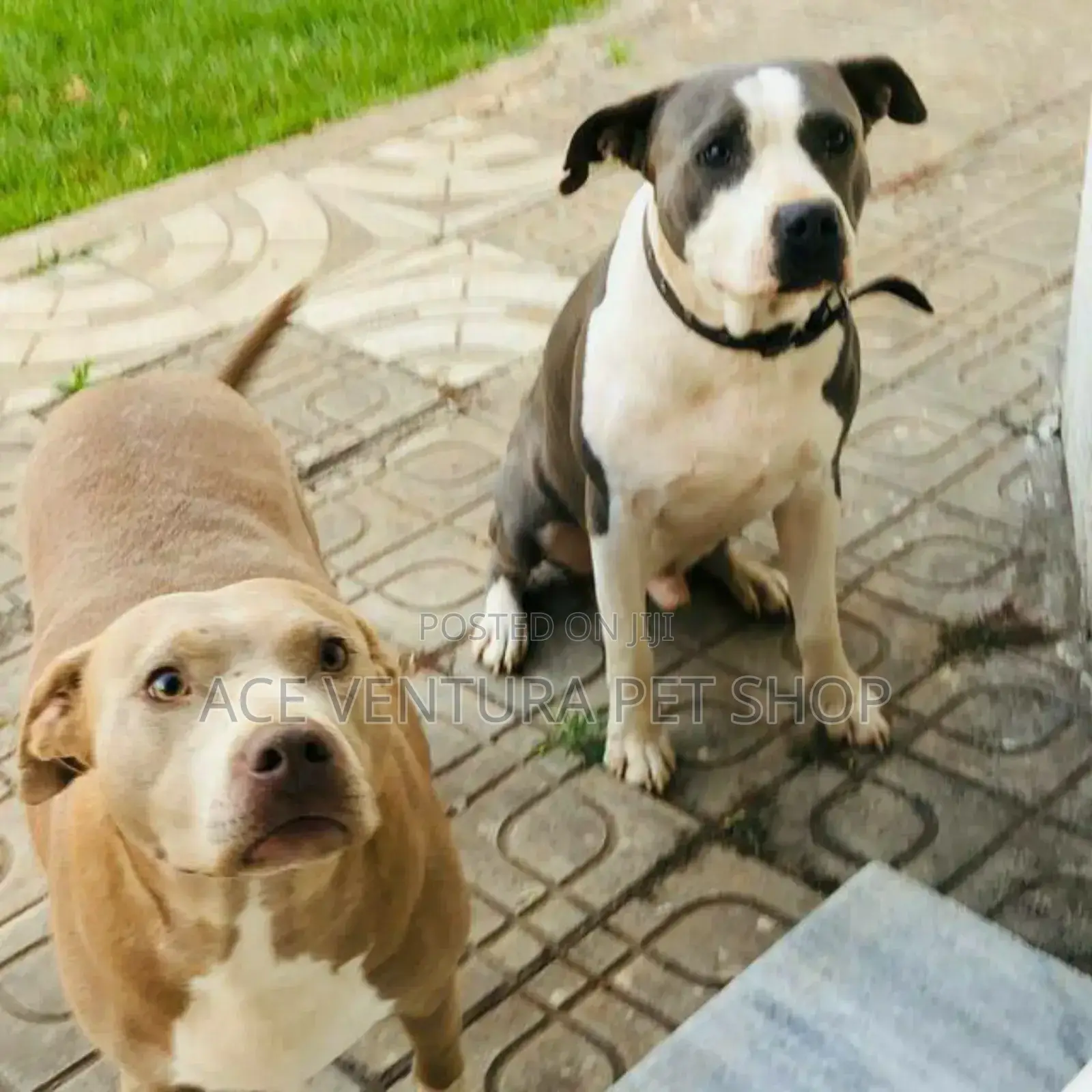 1-3 months Male Purebred American Pit Bull Terrier