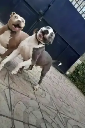 1-3 months Male Purebred American Pit Bull Terrier