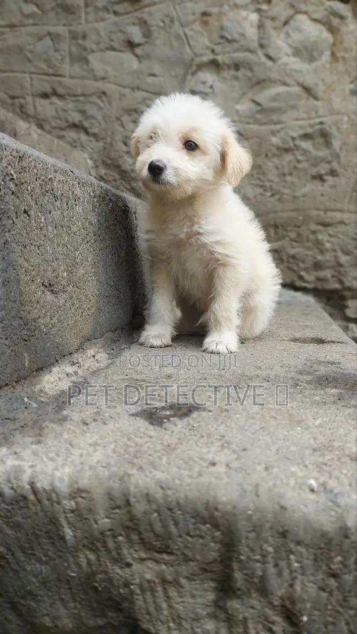 1-3 months Male Purebred Maltese