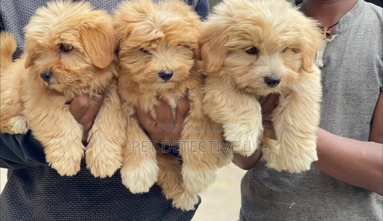 1-3 months Male Purebred Maltese