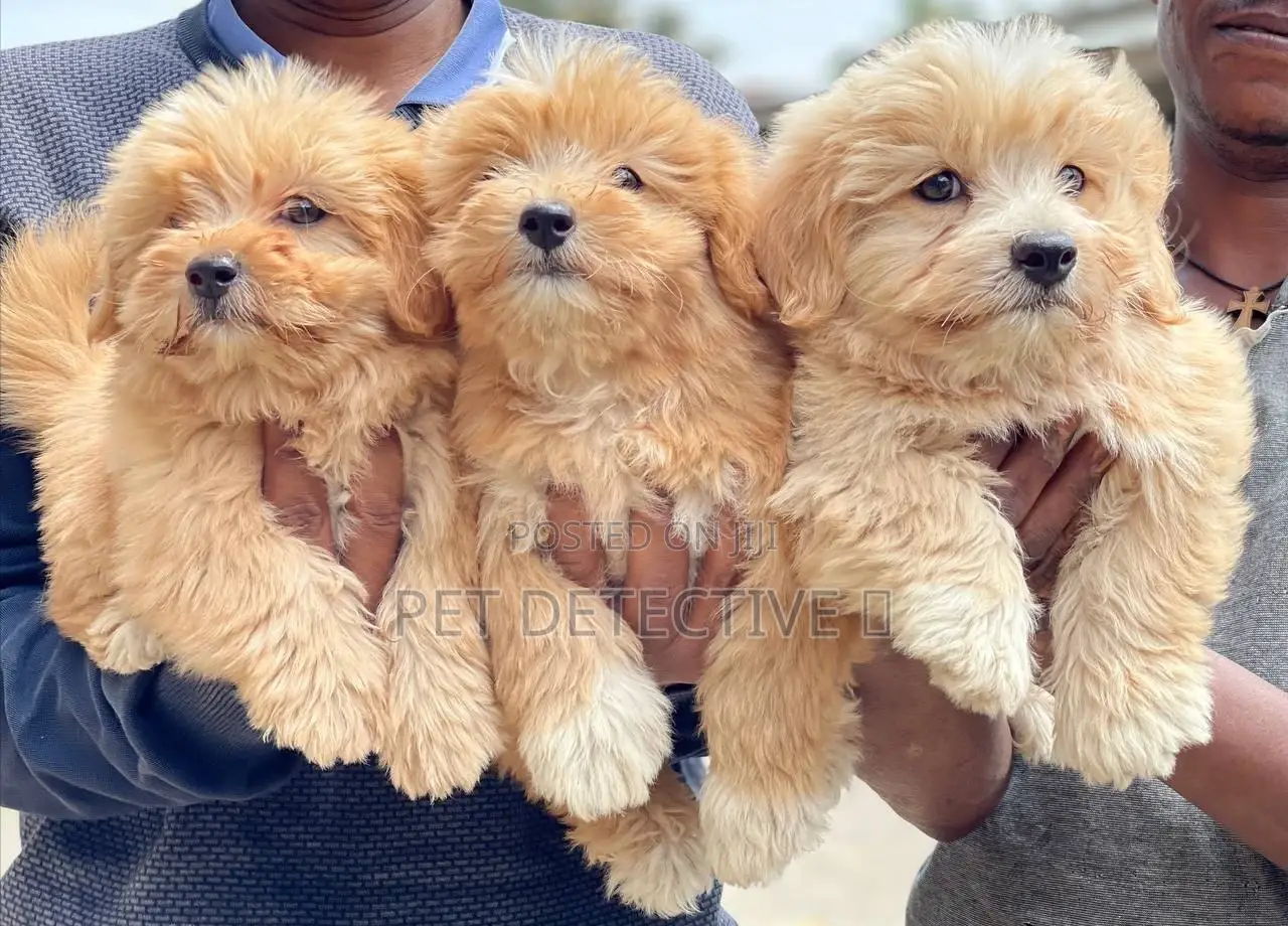 1-3 months Male Purebred Maltese