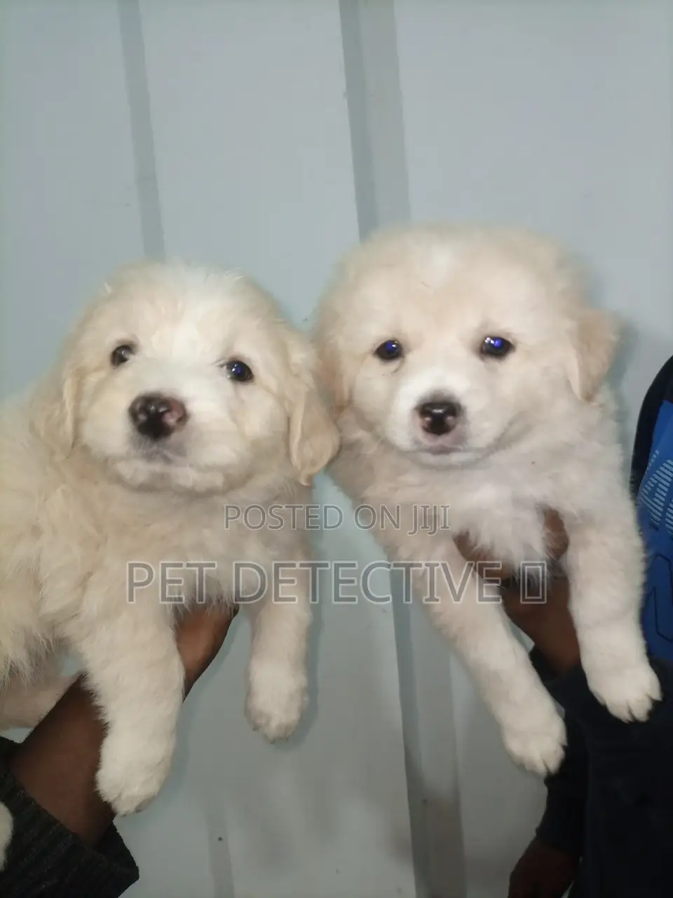 1-3 months Male Purebred Maltese