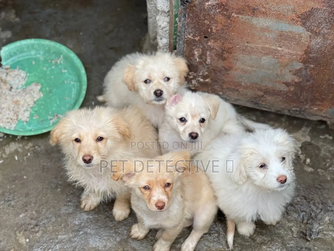 1-3 months Male Purebred Maltese