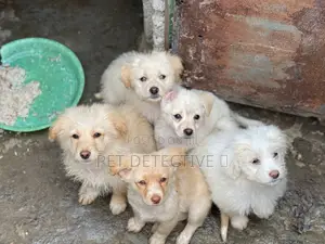 Photo - 1-3 months Male Purebred Maltese