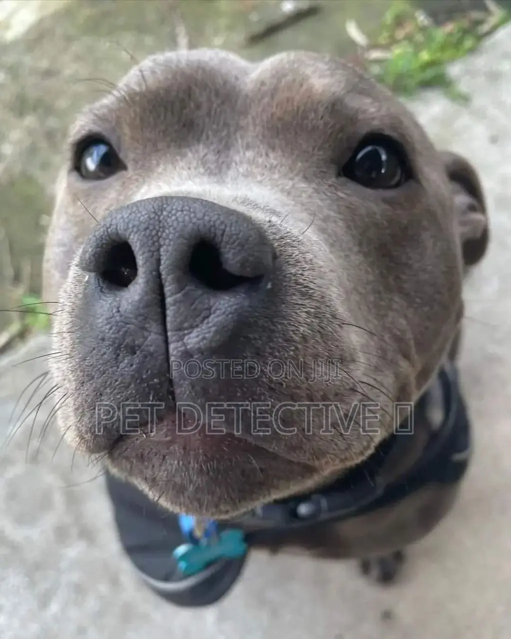 1-3 months Male Purebred American Pit Bull Terrier