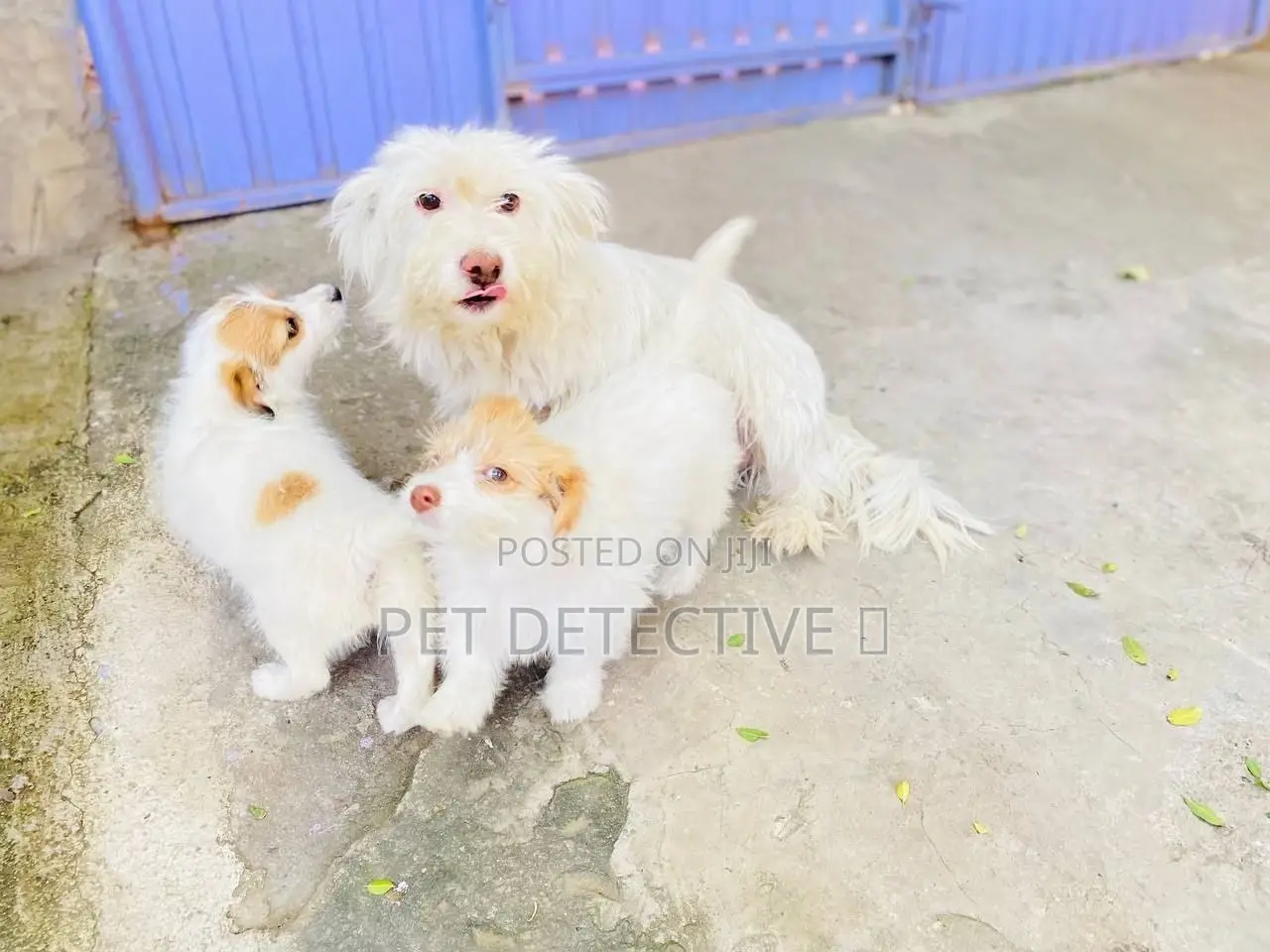 1-3 months Male Purebred Maltese