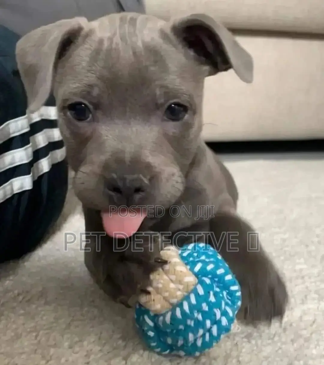 1-3 months Female Purebred American Pit Bull Terrier