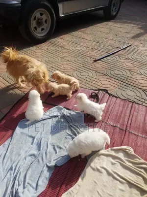 Photo - 1-3 months Male Purebred Maltese