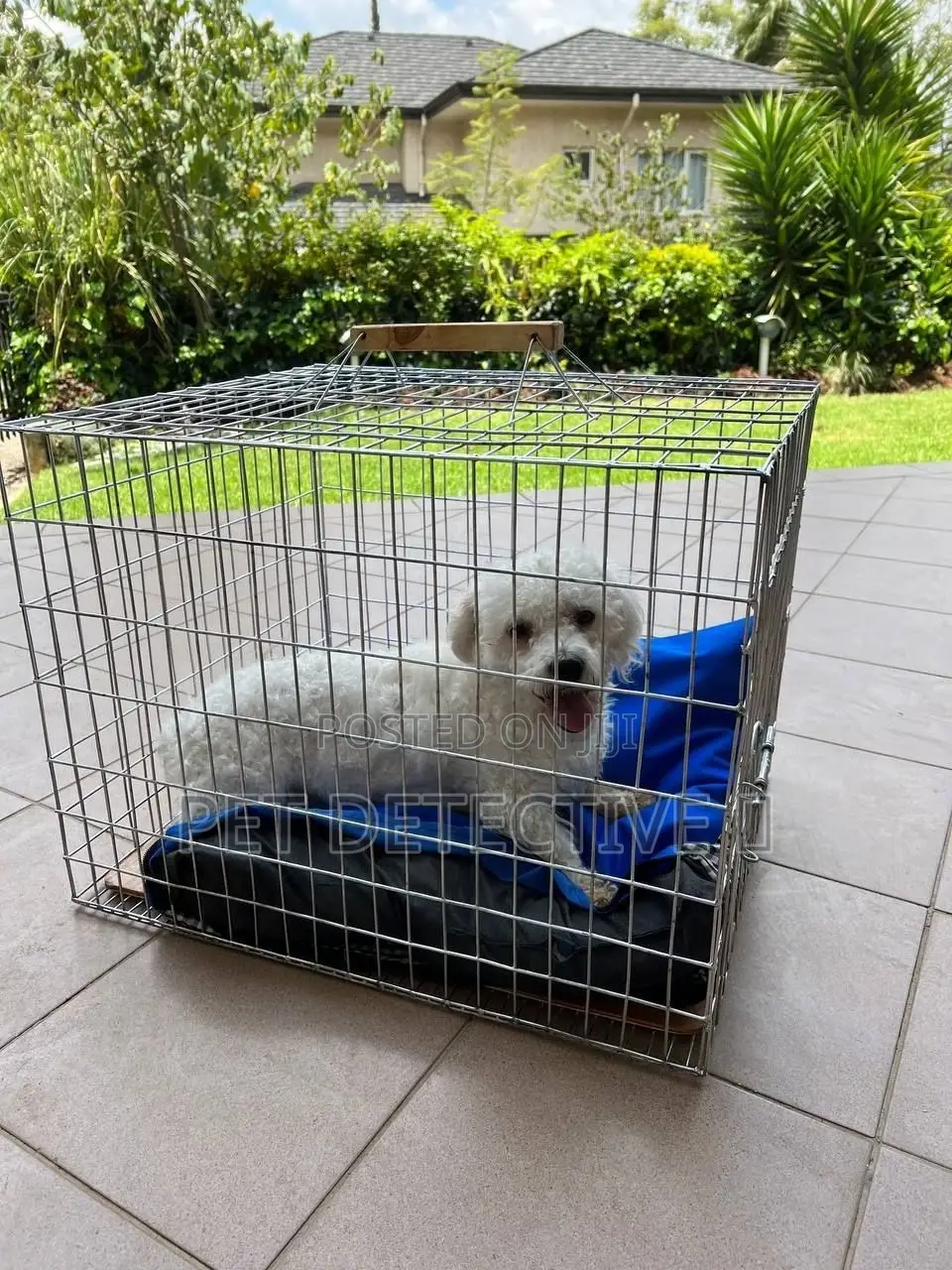 1-3 months Male Purebred Maltese