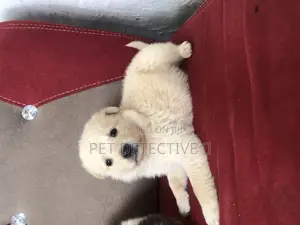 Photo - 1-3 months Male Purebred Maltese