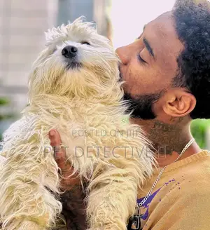 Photo - 1-3 months Male Purebred Maltese