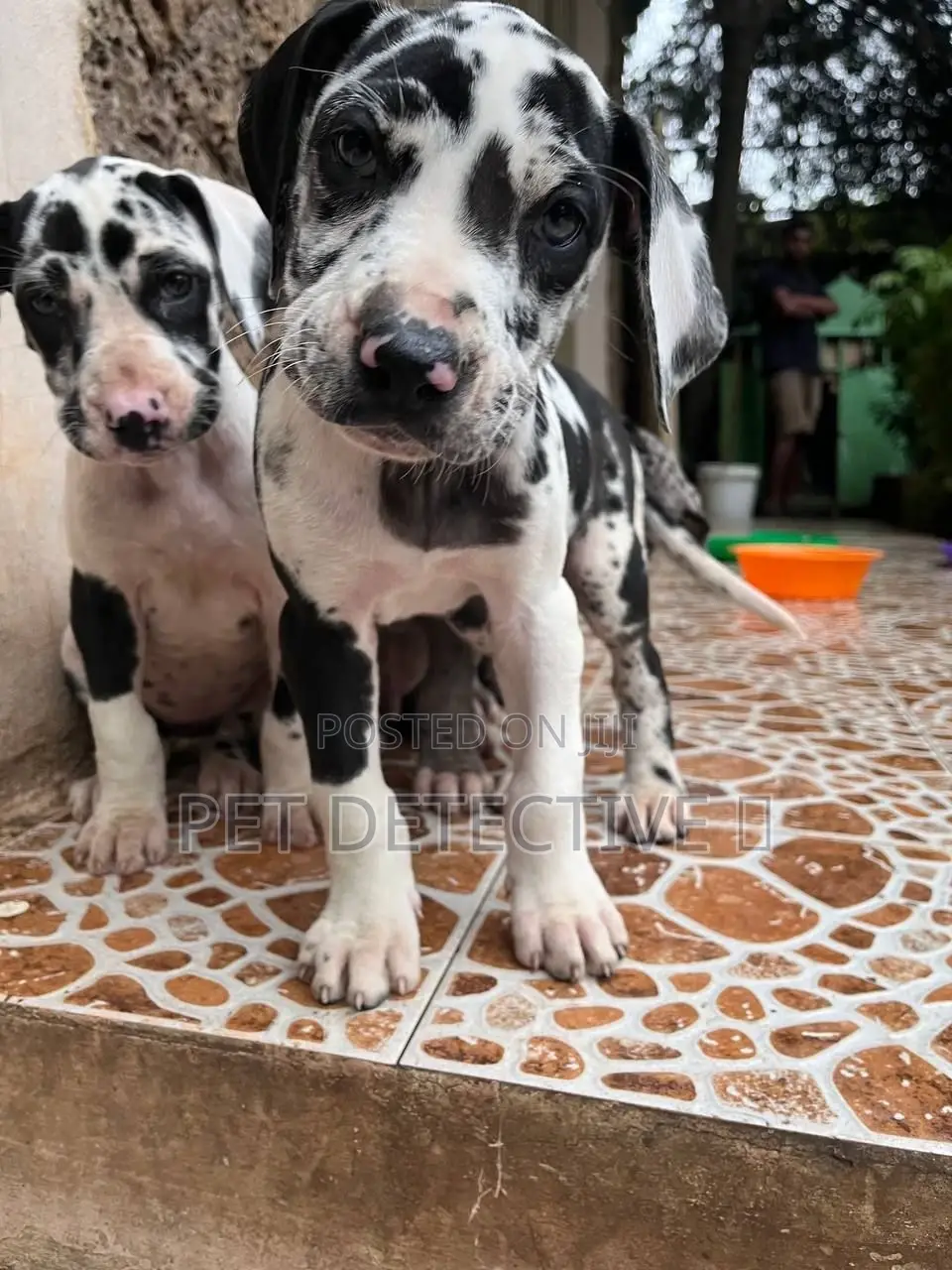1-3 months Male Purebred Great Dane