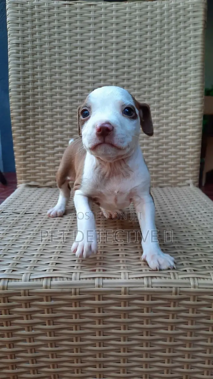 1-3 months Male Purebred American Pit Bull Terrier