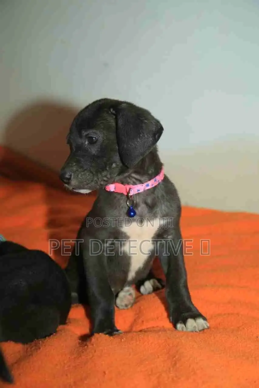 1-3 months Female Purebred Great Dane