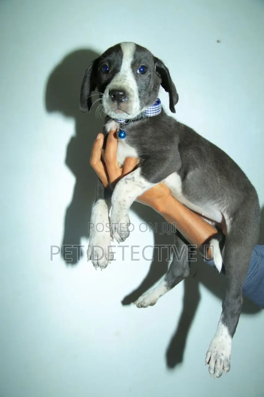 1-3 months Male Purebred Great Dane