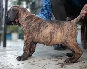 Photo - 1-3 months Male Purebred Great Dane