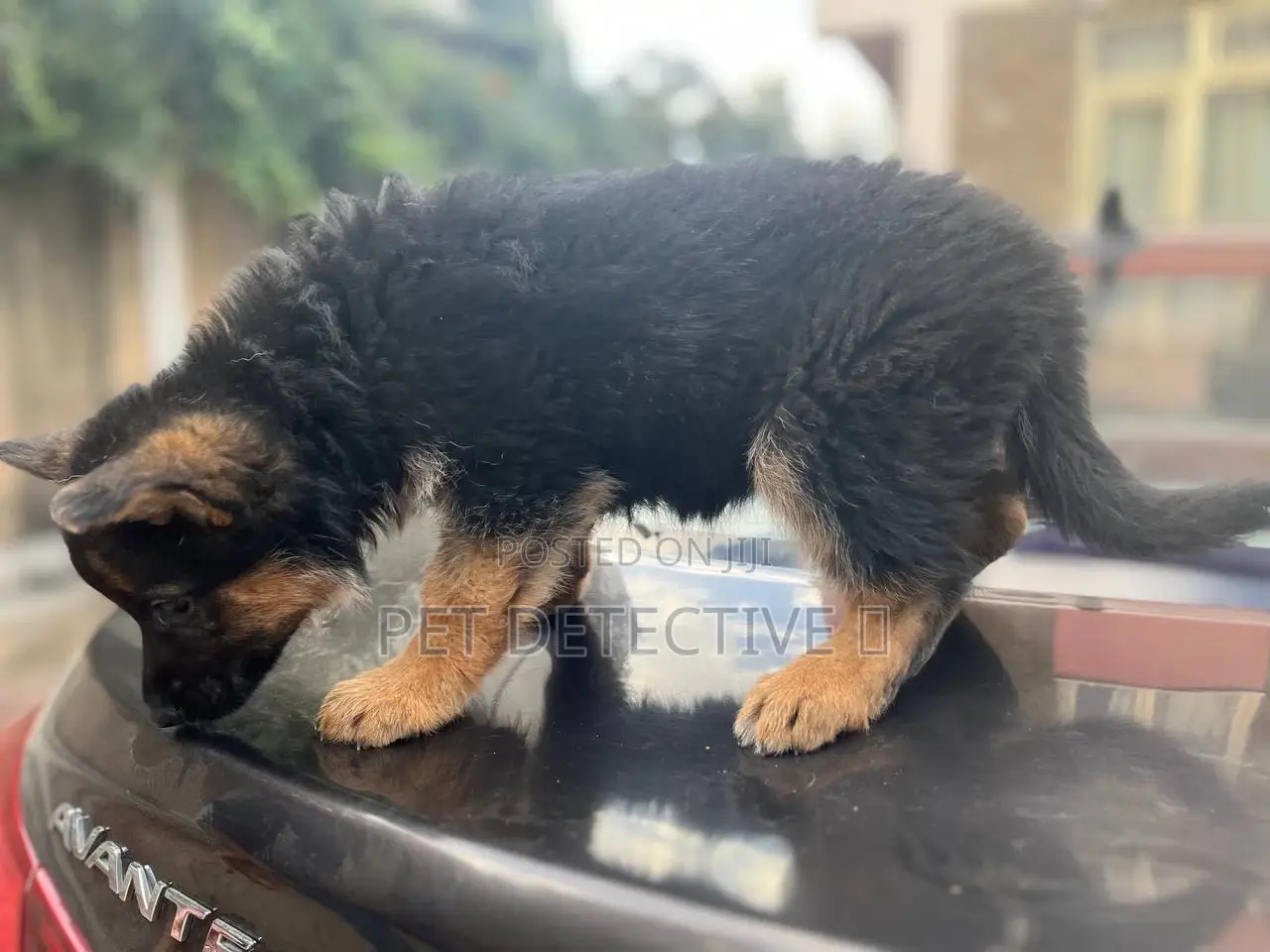 1-3 months Male Purebred German Shepherd