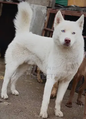 Photo - 6-12 months Male Purebred Siberian Husky