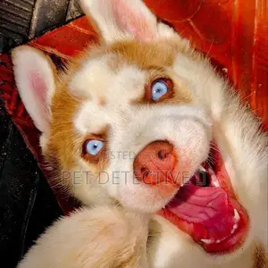 Photo - 6-12 months Male Purebred Siberian Husky