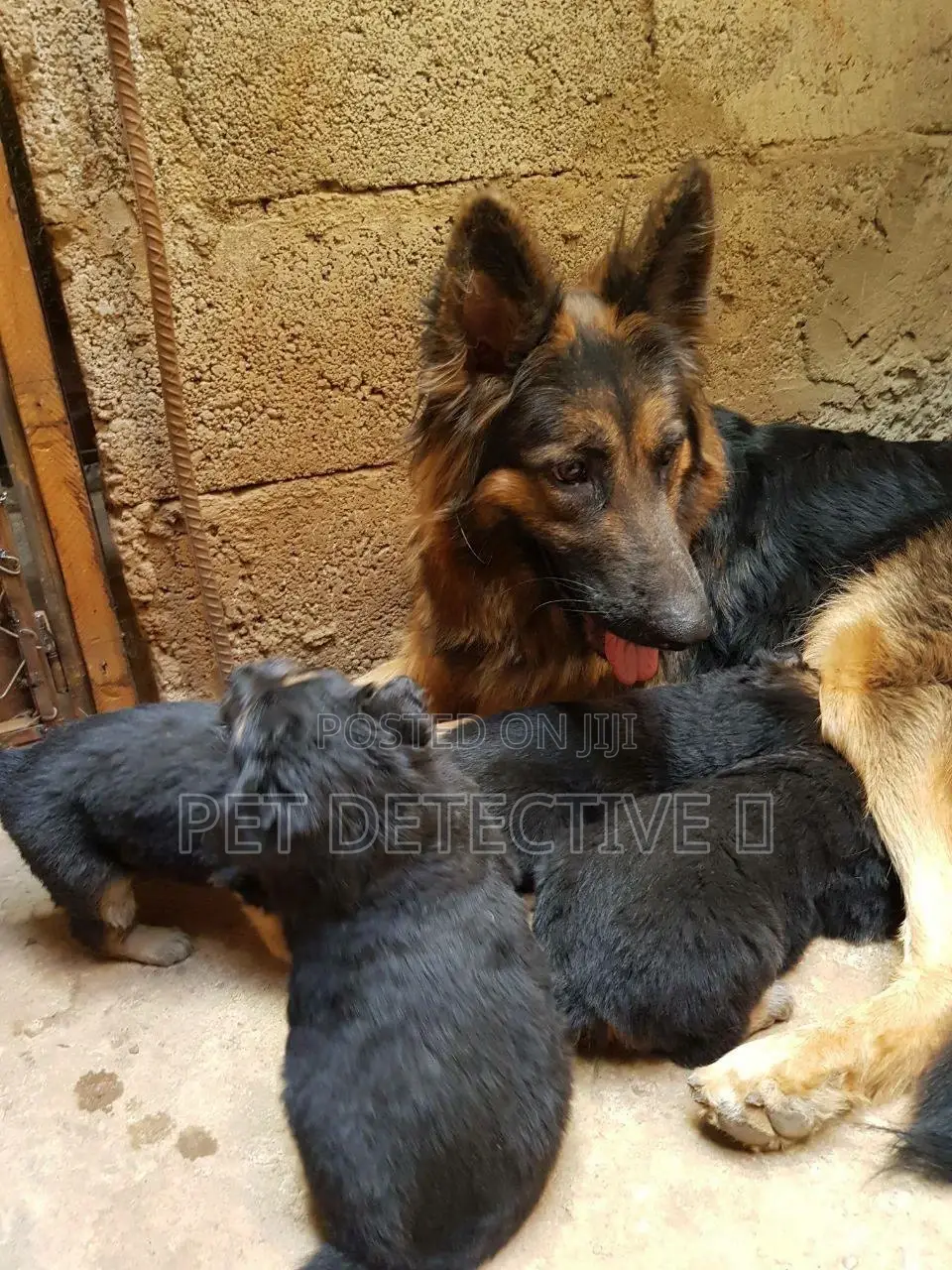 1-3 months Female Purebred German Shepherd