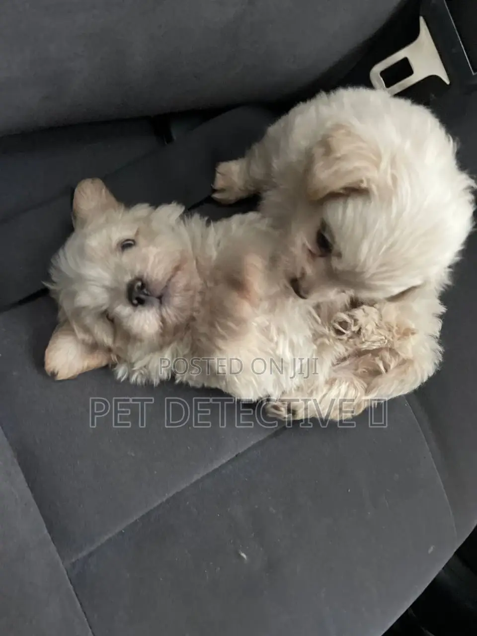 1-3 months Male Purebred Maltese