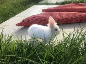 Photo - Rabbit  (Bunny)