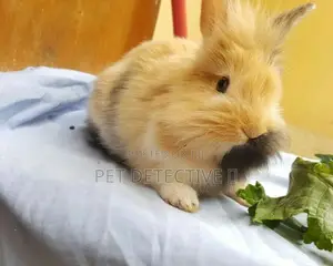 Photo - Rabbit  Bunny