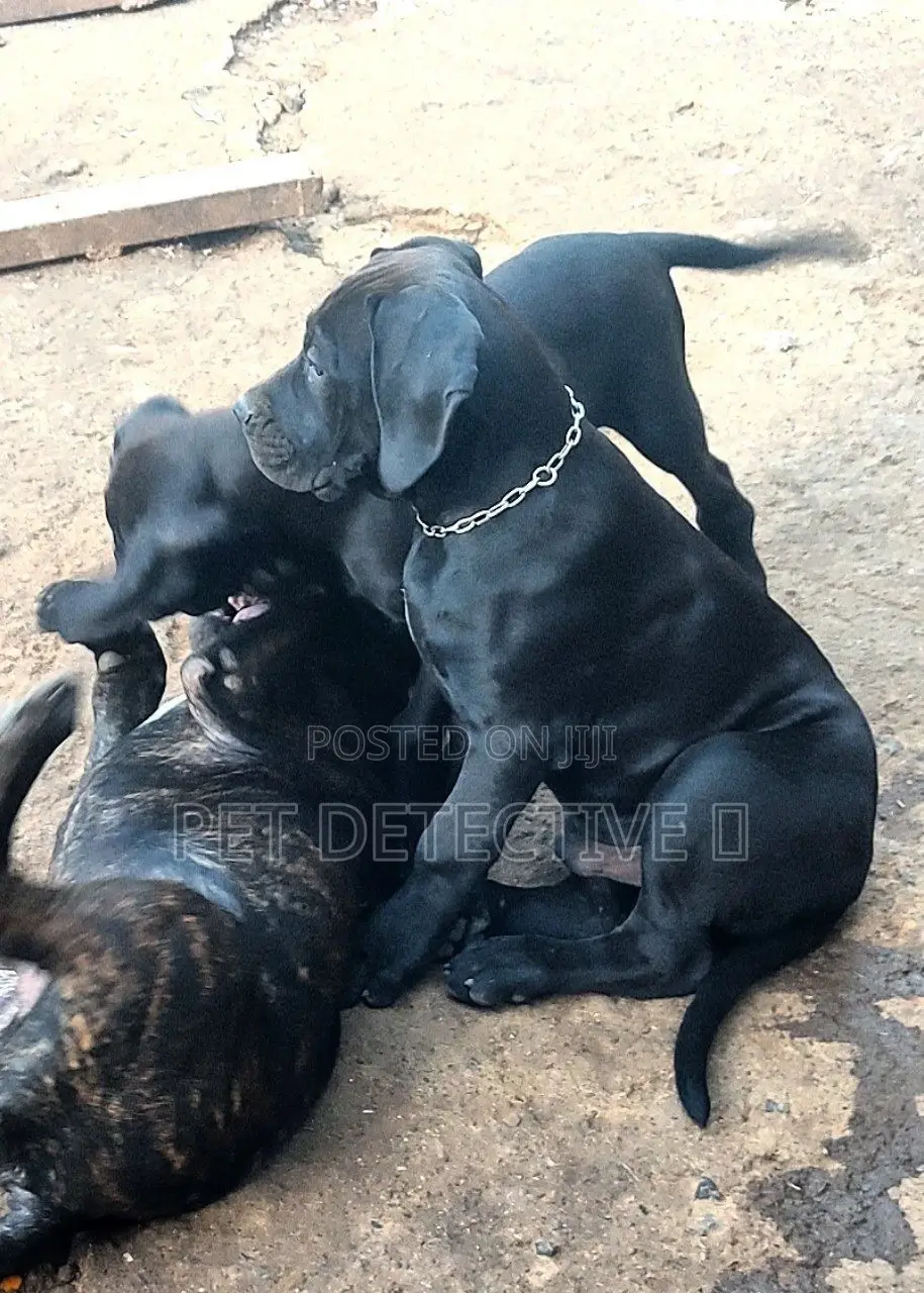 1-3 months Female Purebred Great Dane