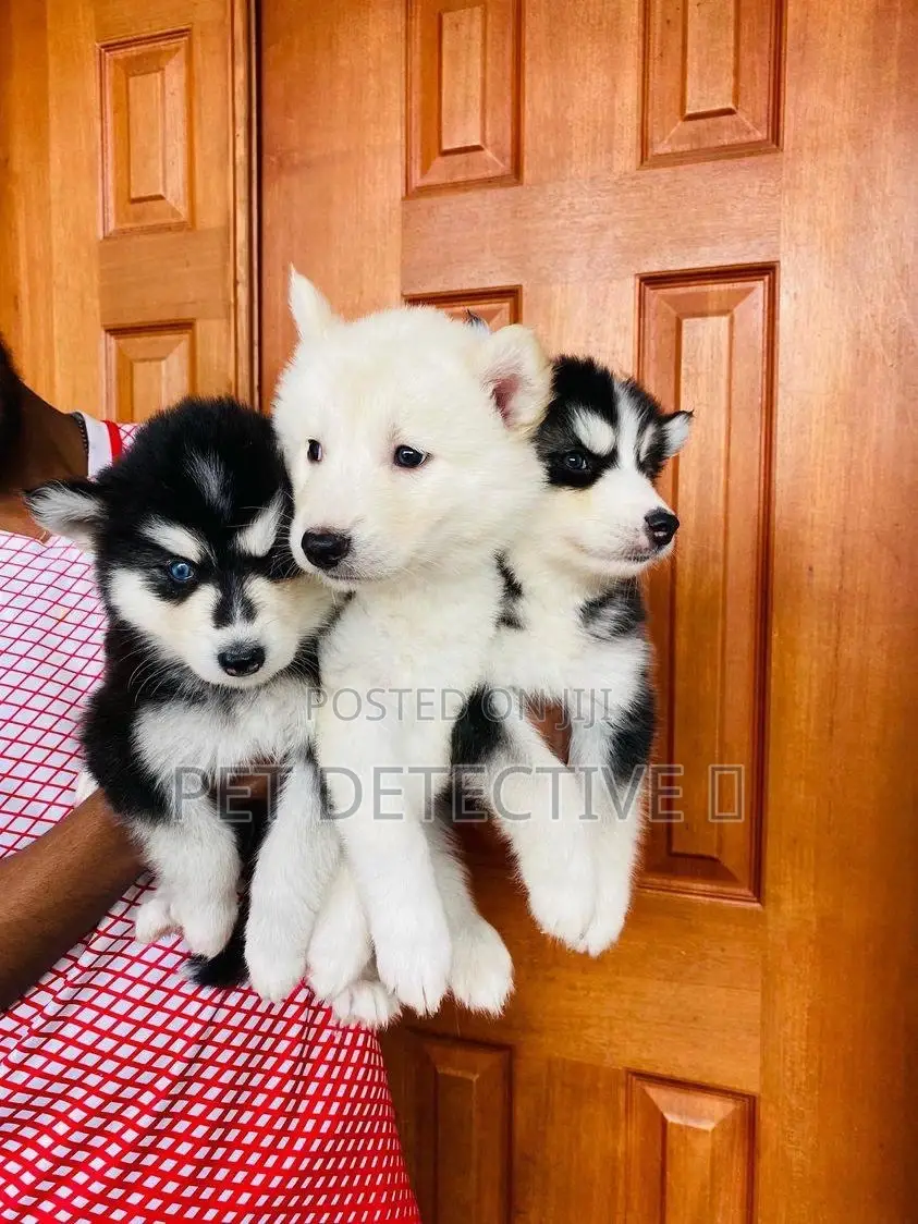 1-3 months Male Purebred Siberian Husky