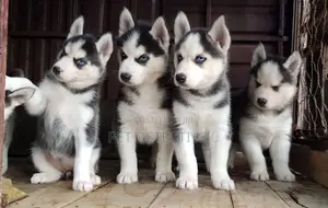 Photo - 1-3 months Female Purebred Siberian Husky