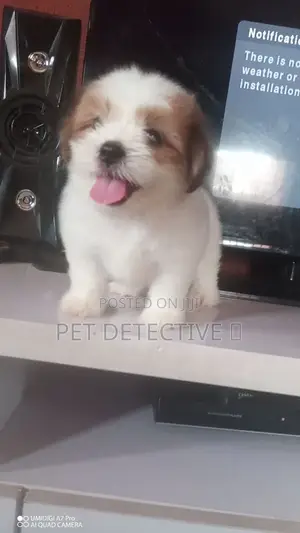 Photo - 1-3 months Female Purebred Maltese