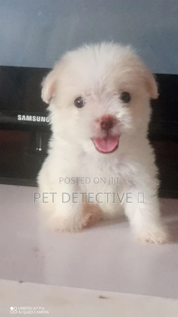 1-3 months Female Purebred Maltese