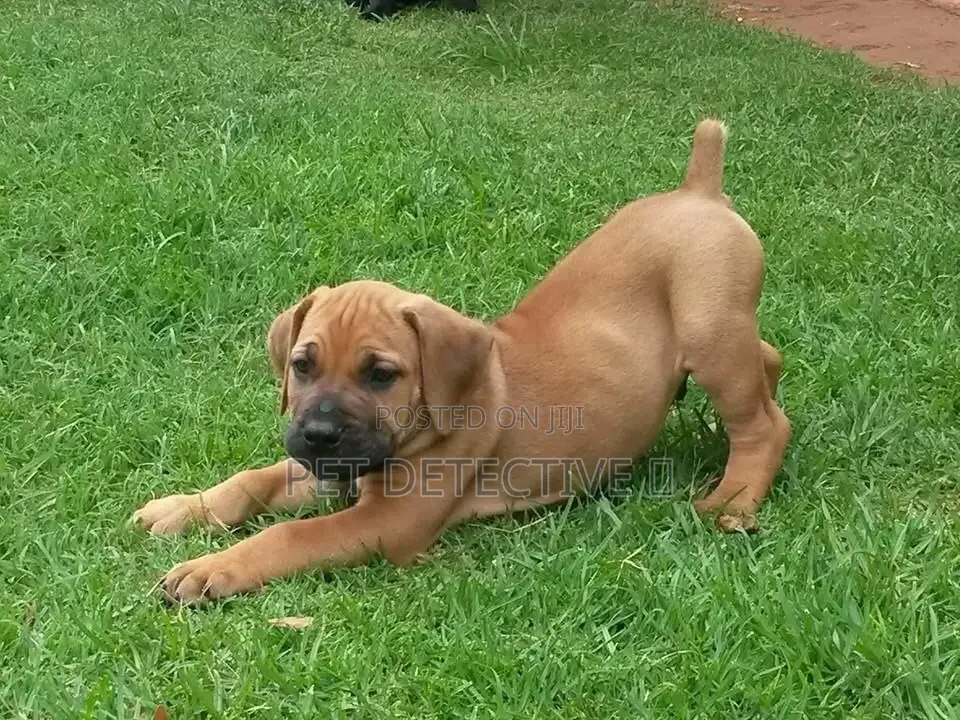 1-3 months Male Purebred Bullmastiff