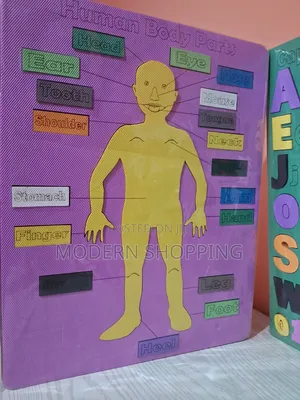 Photo -  Educational Human Body Parts