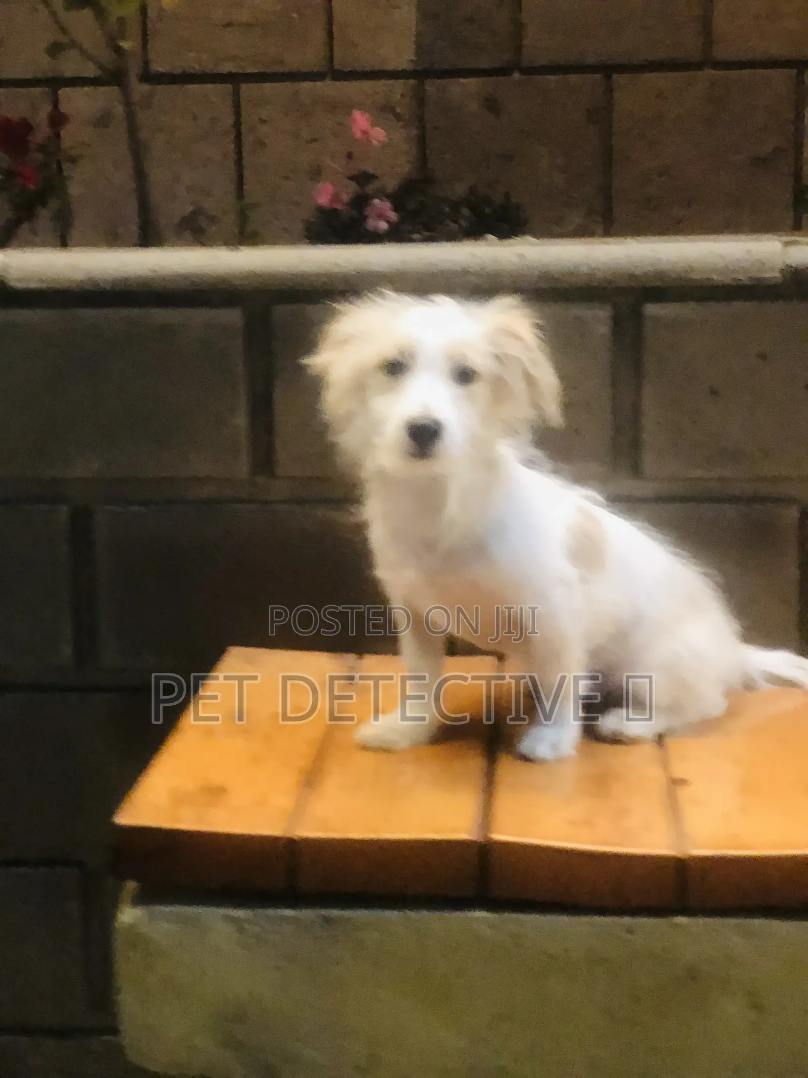 1-3 months Male Purebred Maltese