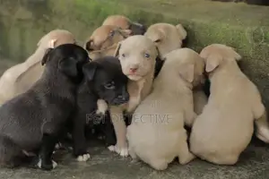 Photo - 1-3 months Male Purebred American Pit Bull Terrier