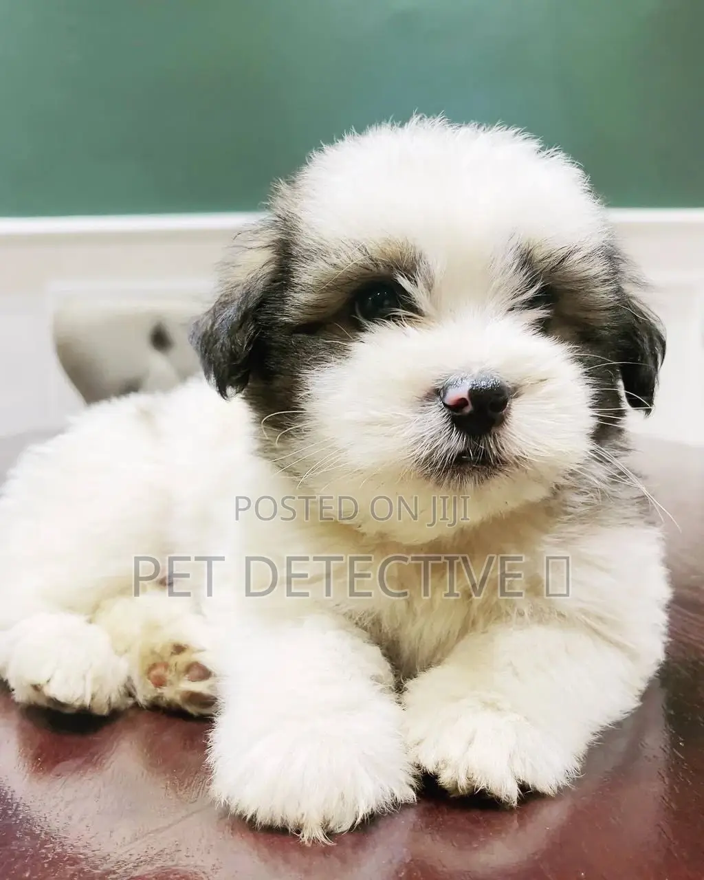 1-3 months Male Purebred Maltese