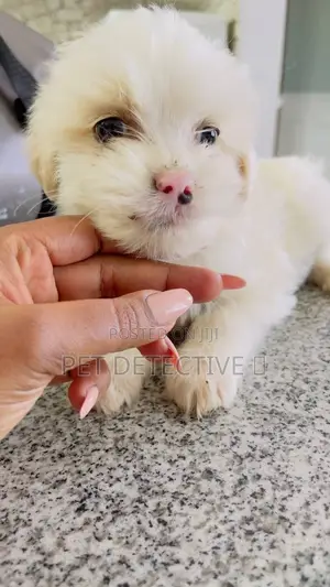 Photo - 1-3 months Male Purebred Maltese
