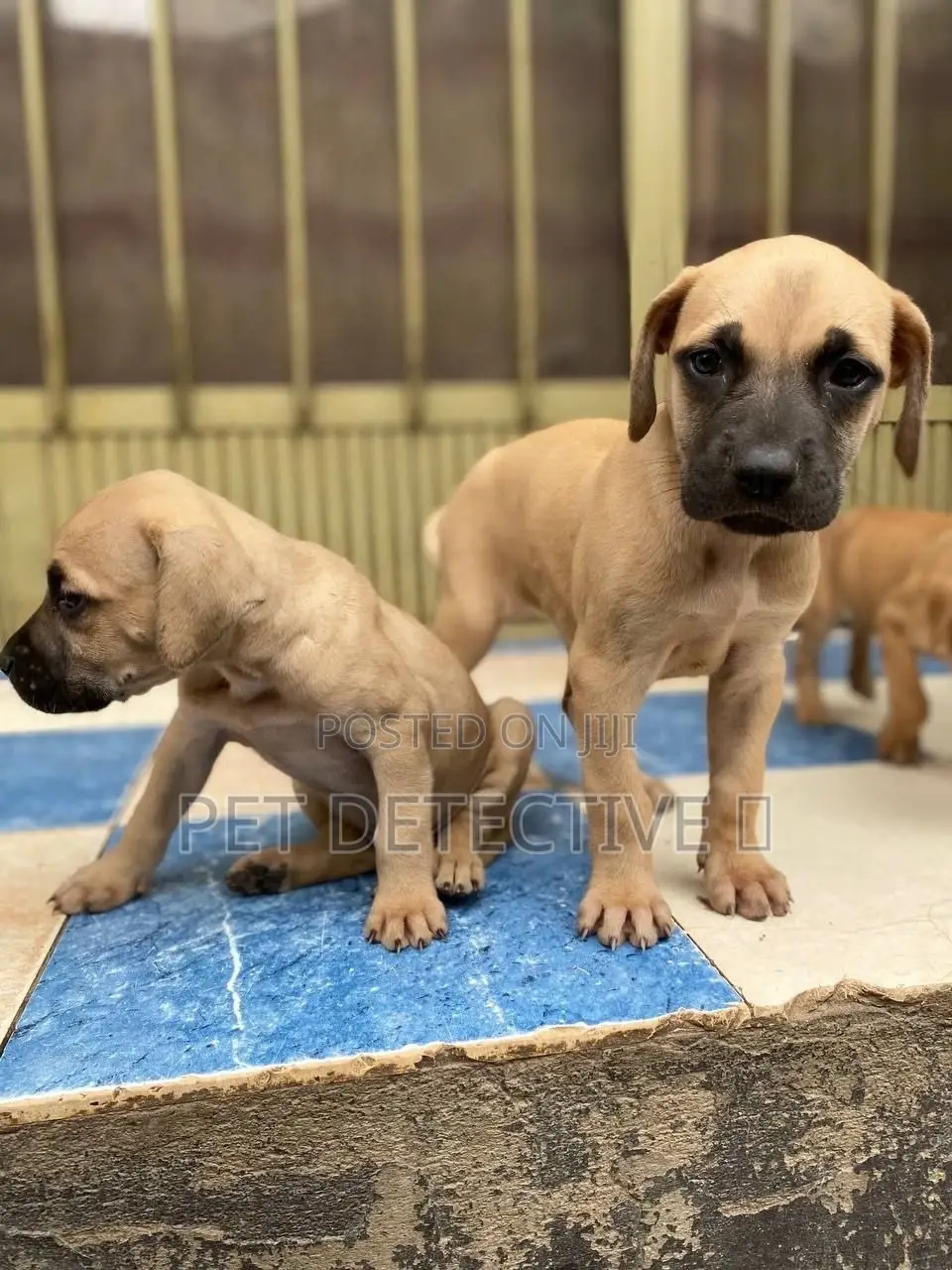 1-3 months Male Purebred Bullmastiff